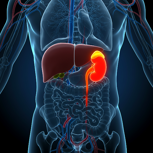 Wo genau sitzen eigentlich unsere Nieren? Eine Entdeckungsreise in den Körper